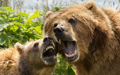 هل سينجو عملك من هجوم الدب؟