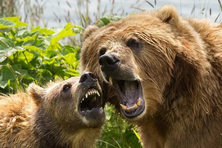 Adakah perniagaan anda akan bertahan daripada serangan beruang?